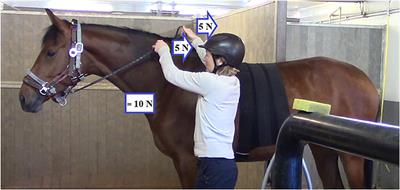 Rein Tension Signals Elicit Different Behavioral Responses When Comparing Bitted Bridle and Halter